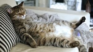 Overcoming Laziness and addictive patterns